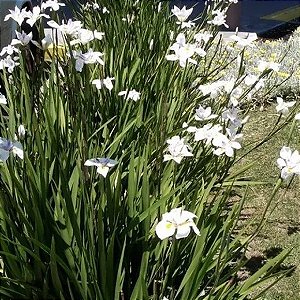 IRIS BRANCA (4 Mudas)