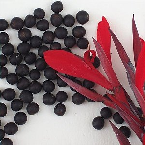 Canna Indica - Cana Da Índia (50 Sementes Seleccionadas)