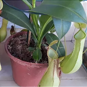 Exótica Planta Carnivora cor verde NEPENTHE KHASIANA X VENTRICOSA ( 1 Estaca brotada) + SAMAMBAIA. (kit 5)
