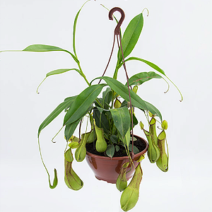Exótica Planta Carnivora cor verde NEPENTHE KHASIANA X VENTRICOSA (Estacas x 2) + SAMAMBAIA (kit 3)