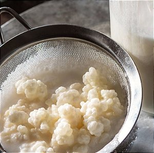Grãos de kefir de leite - 5g - 1 COLHER DE CHÁ
