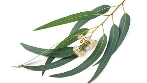 Eucalyptus with Mint - INW