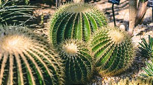 Cactus - Molinberry