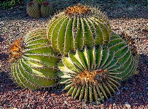 Mexican cactus - Molinberry