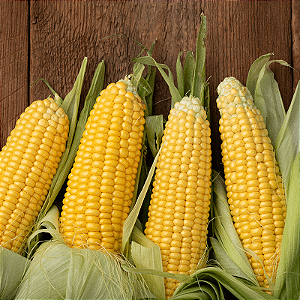 Corn - FA