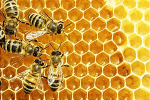 Honey Bee - FLV