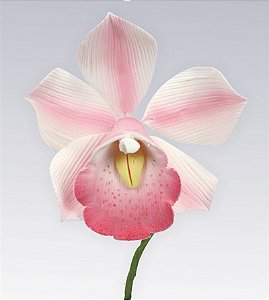 Sugar Orchid - FLV