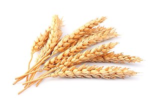 Wheat - FLV