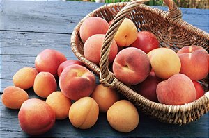 Peach Apricot - Chefs Super Concentrates