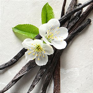 Madagascar (Vanilla Classic) - FA