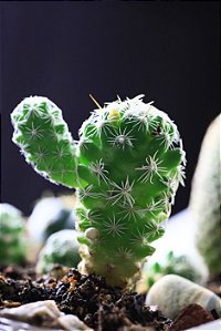 Cactus - Super Aromas