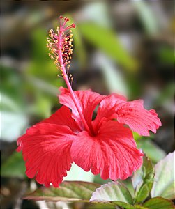 Hibiscus - Capella