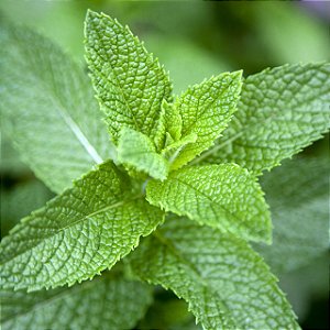 Mint - Capella