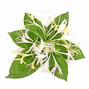 Honeysuckle - TPA