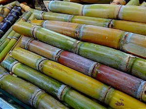 Sugar Cane - VTA