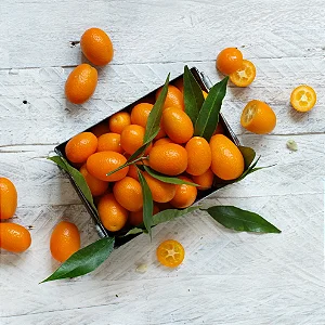Kumquat - WF