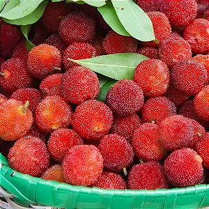 Yangmei Berry - WF