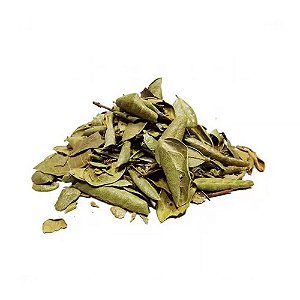 Boldo do chile folhas - Pacote 100G