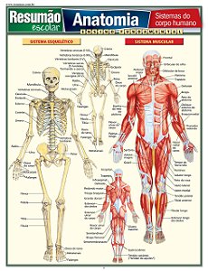 Livro Resumão Anatomia - Perez