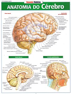 Livro Resumão: Anatomia do Cérebro - Perez - Barros