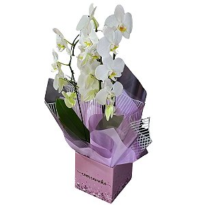 Orquídea Phalaenopsis Branca Duas Hastes