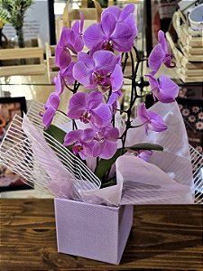 Orquídea Phalaenopsis Duas Hastes Cor-de-rosa