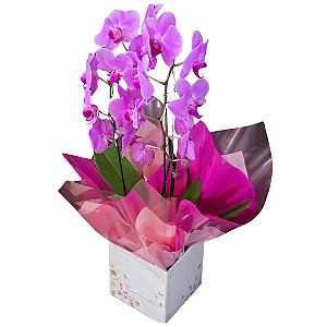 Orquídea Phalaenopsis Duas Hastes Cor-de-rosa
