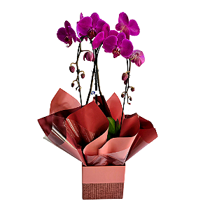 Orquídea Phalaenopsis Duas Hastes Cor-de-rosa