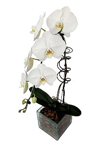 Orquídea Phalaenopsis Branca - Vaso de Vidro