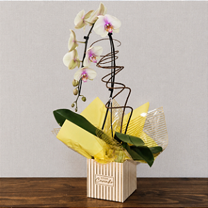 Orquídea Phalaenopsis Cascata