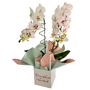Orquídea Phalaenopsis Branca
