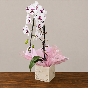 Orquídea Phalaenopsis Cascata