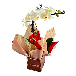 Orquídea Phalaenopsis Branca