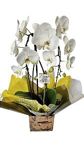 Orquídea Phalaenopsis Cascata Branca