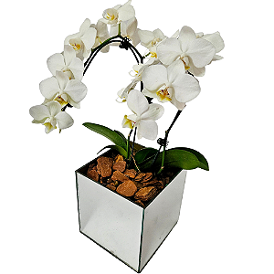Orquídea Phalaenopsis Duas Hastes - Branca