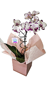 Orquídea Phalaenopsis - Rajada