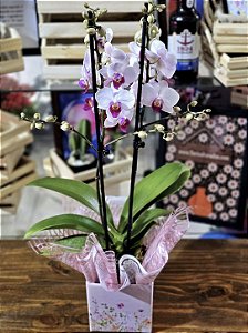 Mini Orquídea Phalaenopsis
