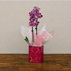 Mini Orquídea Phalaenopsis