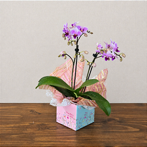 Mini Orquídea Phalaenopsis