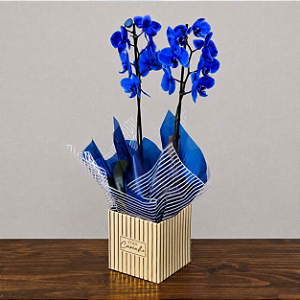 Orquídea Phalaenopsis Azul