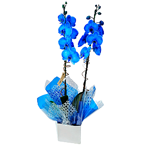 Orquídea Phalaenopsis Azul