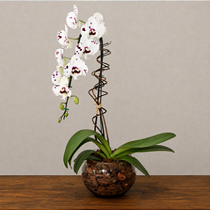 Orquídea Phalaenopsis Cascata - Vaso de Vidro