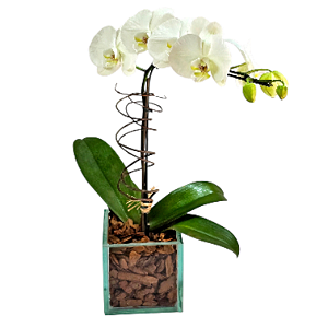 Orquídea Phalaenopsis Branca - Vaso de Vidro