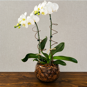 Orquídea Phalaenopsis Branca - Vaso de Vidro