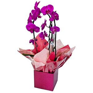 Orquídea Phalaenopsis Roxa