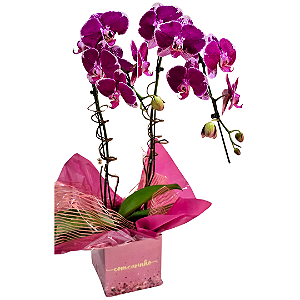 Orquídea Phalaenopsis Roxa