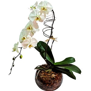 Orquídea Phalaenopsis Cascata em Aquário