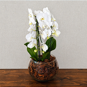 Orquídea Phalaenopsis Cascata em Aquário