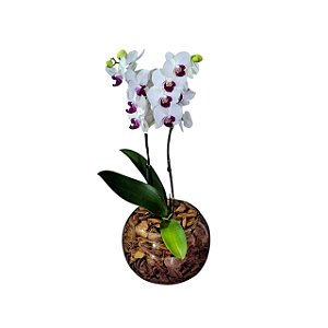Mini Orquídea Phalaenopsis em Aquário