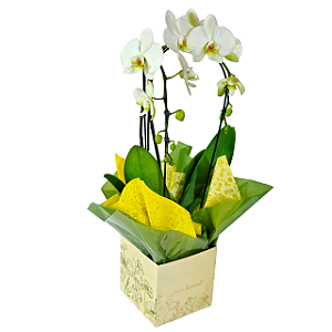 Orquídea Phalaenopsis Cascata Dupla Branca